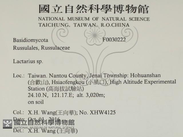 乳菇屬藏品圖，第2張