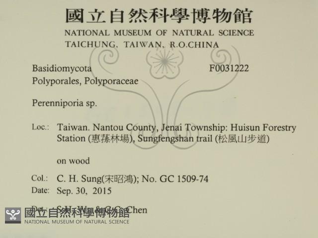 多年臥孔菌屬藏品圖，第2張