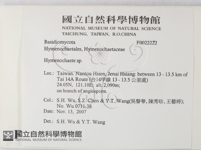 刺革菌屬藏品圖，第2張