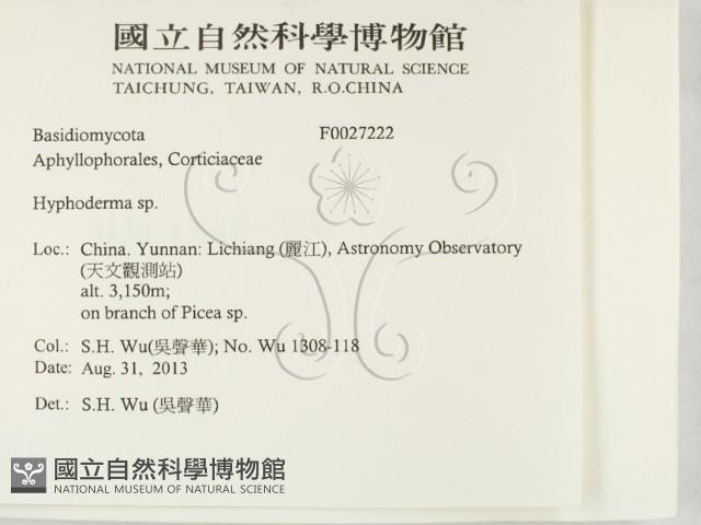 絲皮菌屬藏品圖，第2張