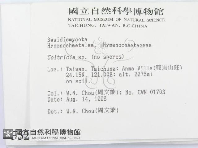 集毛菌屬藏品圖，第2張