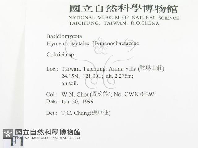 集毛菌屬藏品圖，第2張