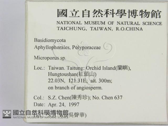 小孔菌屬藏品圖，第2張