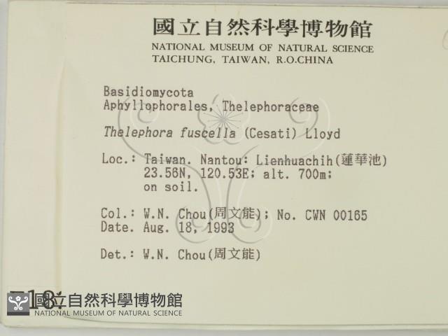 棕色革菌藏品圖，第2張