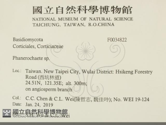 顯絲菌屬藏品圖，第2張