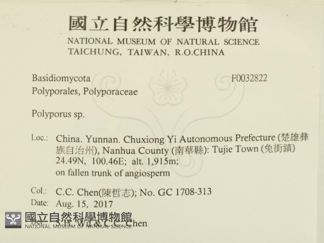 多孔菌屬藏品圖，第2張