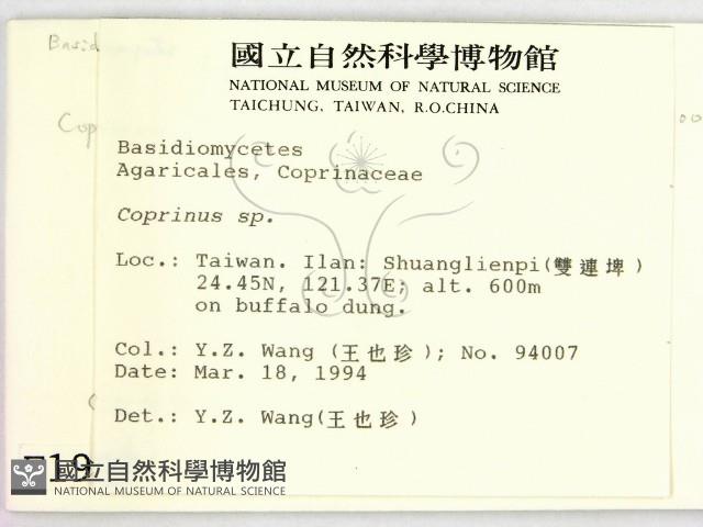 鬼傘屬藏品圖，第2張