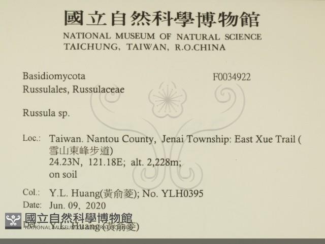 紅菇屬藏品圖，第2張