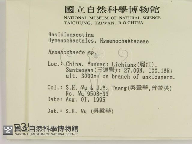 刺革菌屬藏品圖，第2張