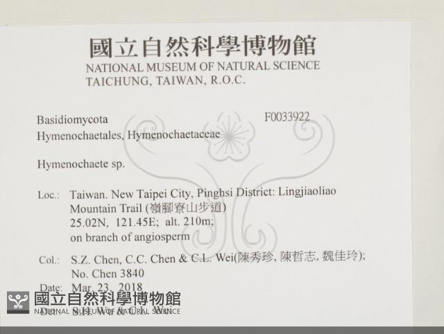 刺革菌屬藏品圖，第2張