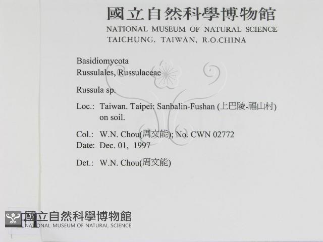 紅菇屬藏品圖，第2張