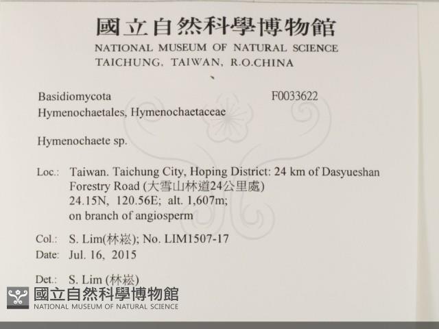 刺革菌屬藏品圖，第2張