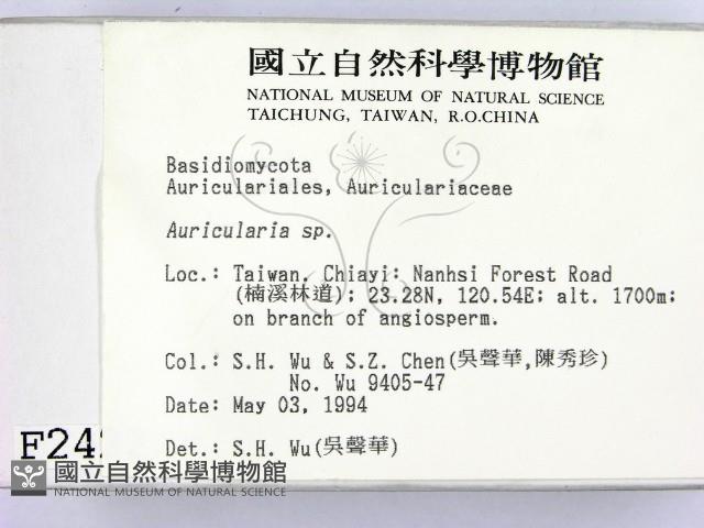木耳屬藏品圖，第2張