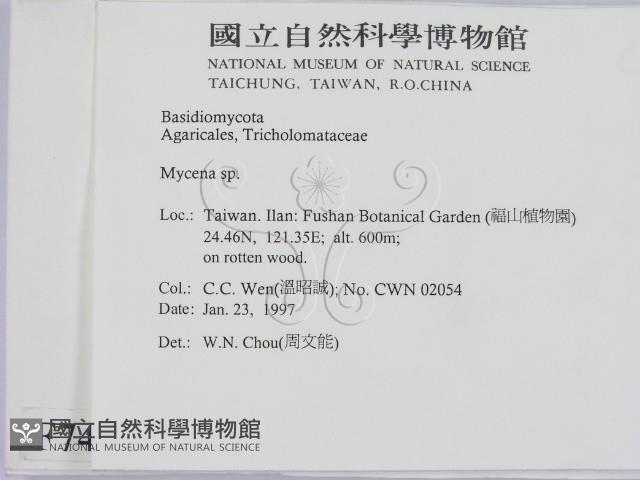 小菇屬藏品圖，第2張