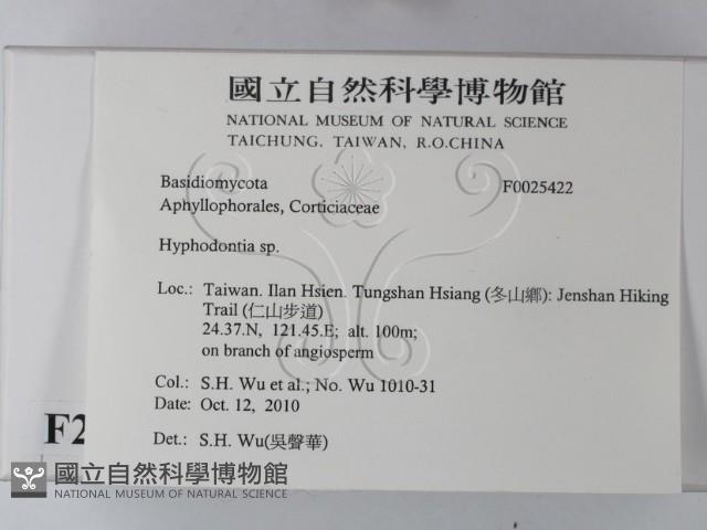 絲齒菌屬藏品圖，第2張