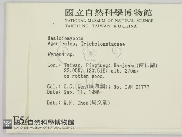 小菇屬藏品圖，第2張