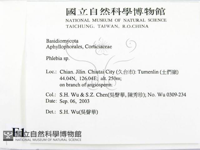 射脈菌屬藏品圖，第2張