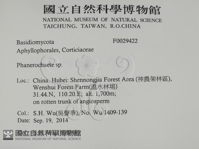 顯絲菌屬藏品圖，第2張