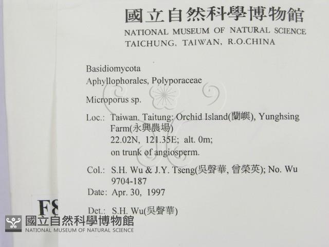 小孔菌屬藏品圖，第2張