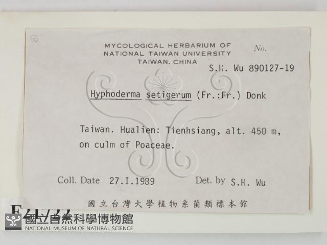 剛毛絲皮菌藏品圖，第2張