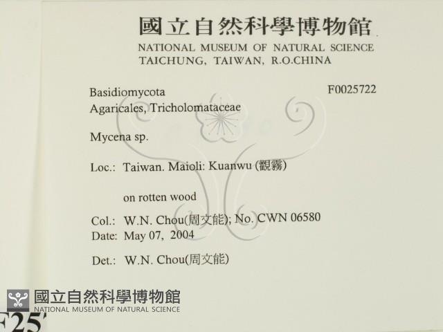 小菇屬藏品圖，第2張