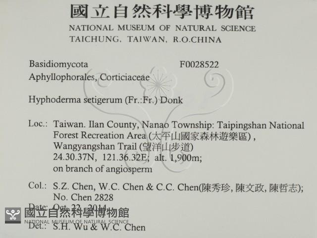 剛毛絲皮菌藏品圖，第2張