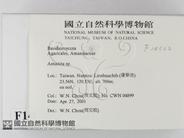 鵝膏屬藏品圖，第2張