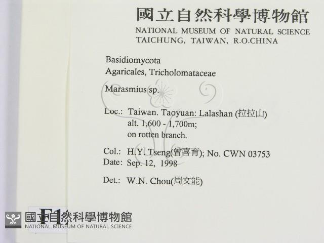 小皮傘屬藏品圖，第2張