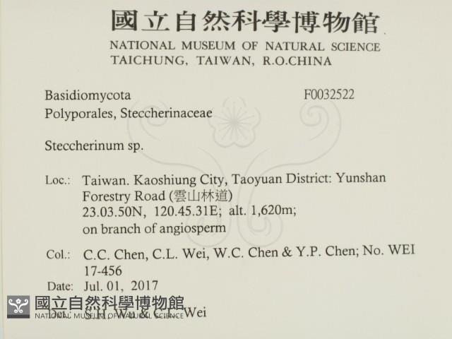 齒耳菌屬藏品圖，第2張