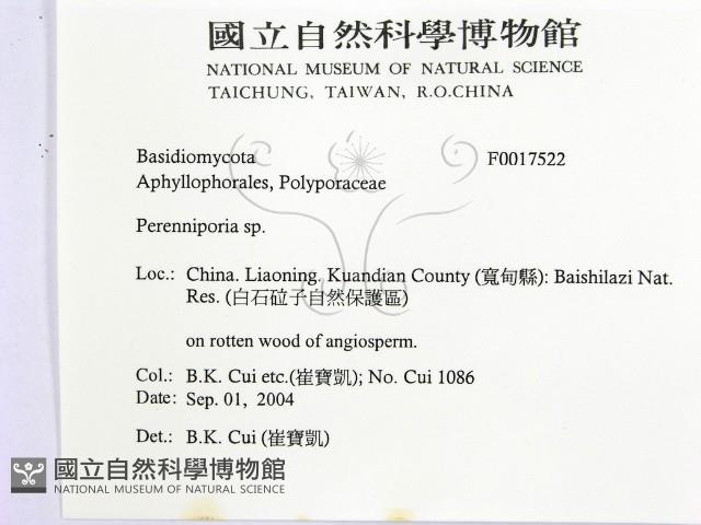 多年臥孔菌屬藏品圖，第2張