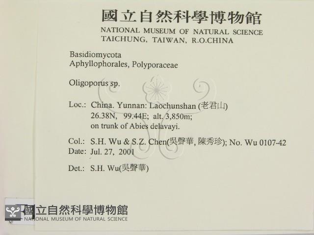 寡孔菌屬藏品圖，第2張