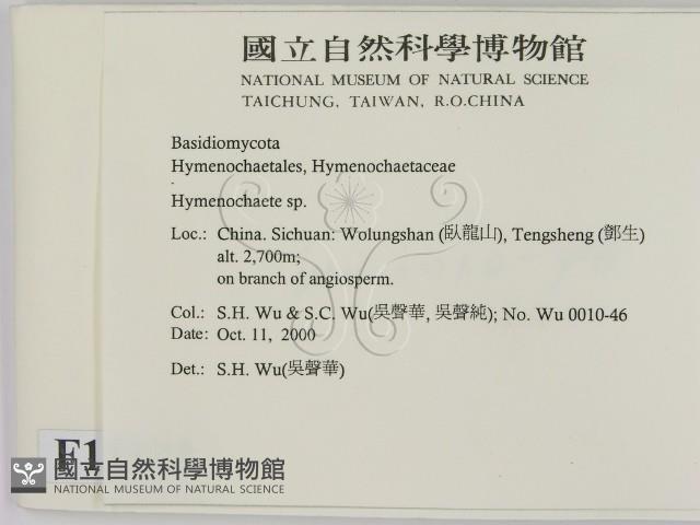 刺革菌屬藏品圖，第2張