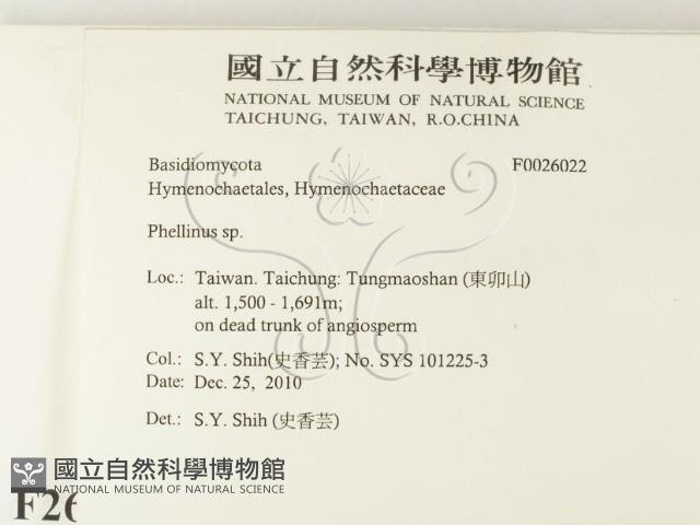木層孔菌屬藏品圖，第2張