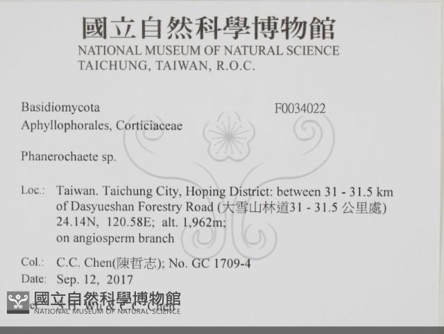 顯絲菌屬藏品圖，第2張