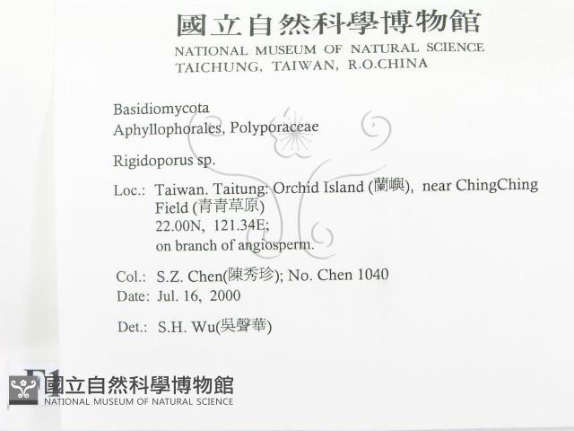 硬孔菌屬藏品圖，第2張