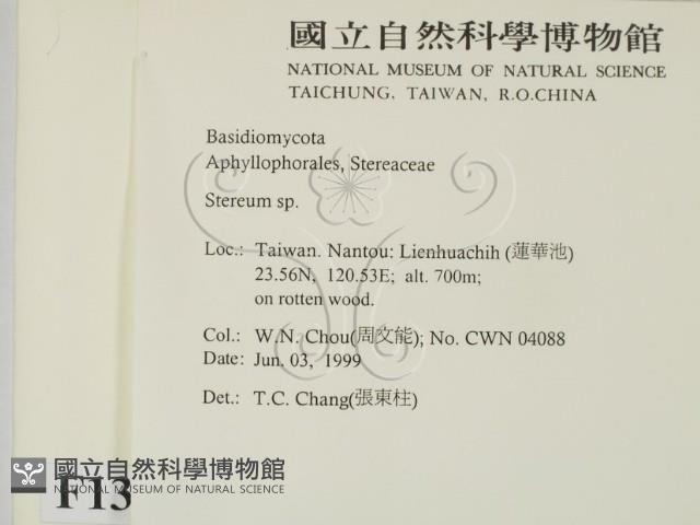 韌革菌屬藏品圖，第2張