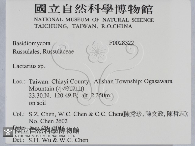 乳菇屬藏品圖，第2張