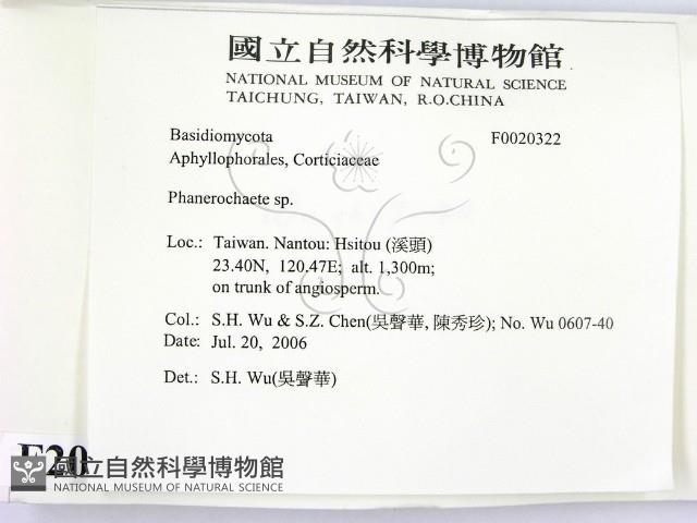 顯絲菌屬藏品圖，第2張