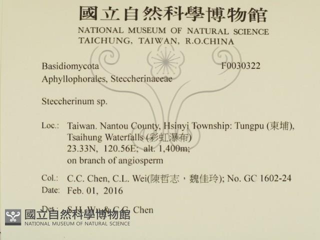 齒耳菌屬藏品圖，第2張