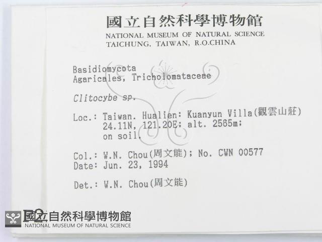 杯傘屬藏品圖，第2張