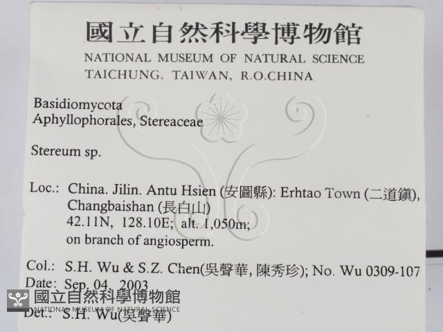 韌革菌屬藏品圖，第2張