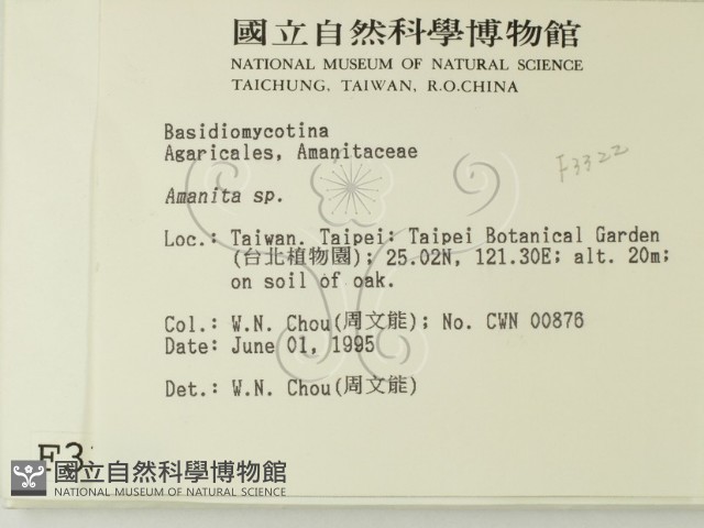 鵝膏屬藏品圖，第2張