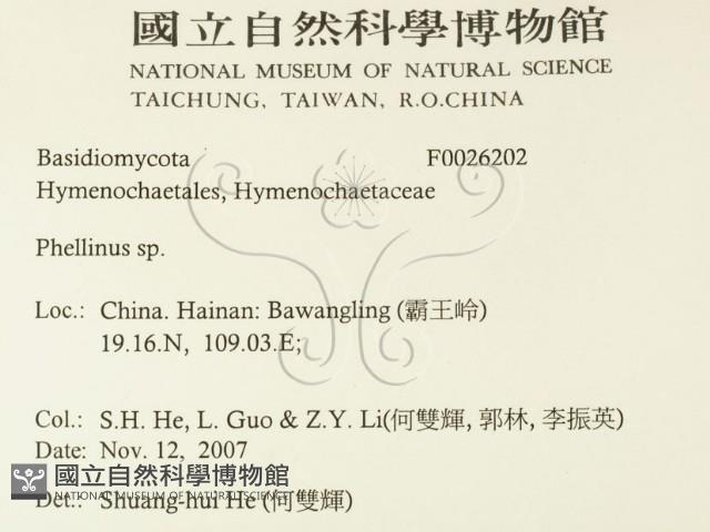 木層孔菌屬藏品圖，第2張