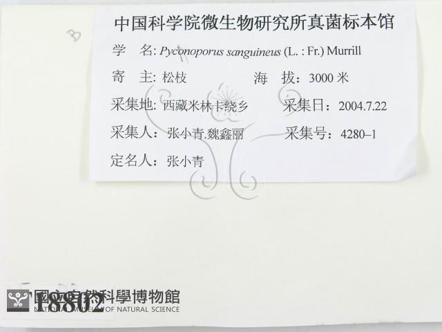 血紅密孔菌藏品圖，第2張