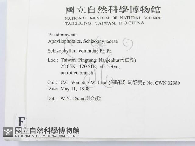 裂褶菌藏品圖，第2張