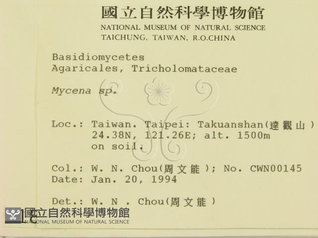 小菇屬藏品圖，第2張