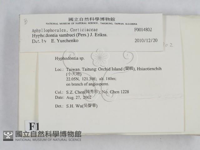 冇骨消絲齒菌藏品圖，第2張