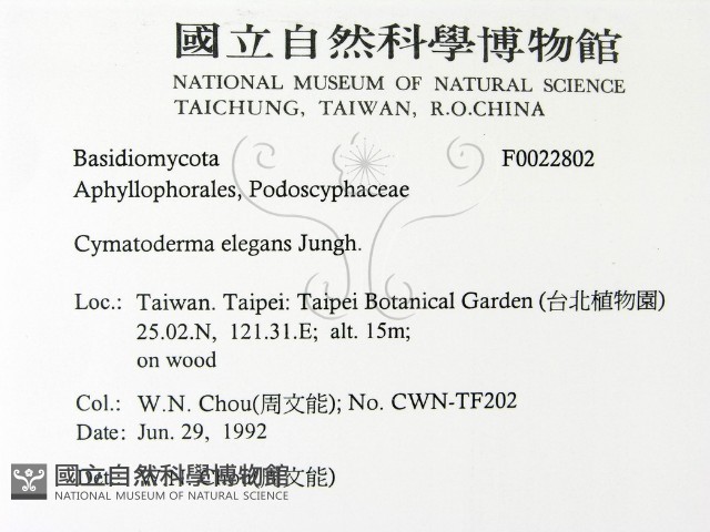 優雅波邊革菌藏品圖，第2張