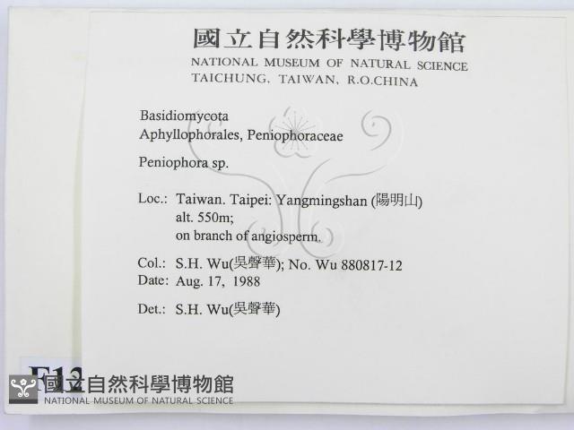 筍殼菌屬藏品圖，第2張