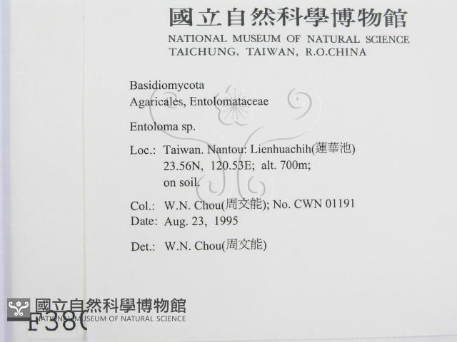 粉褶菌屬藏品圖，第2張